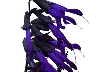salvia ami tn.png